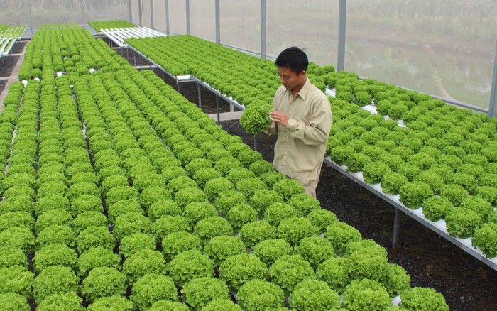 Cam sành miền Tây