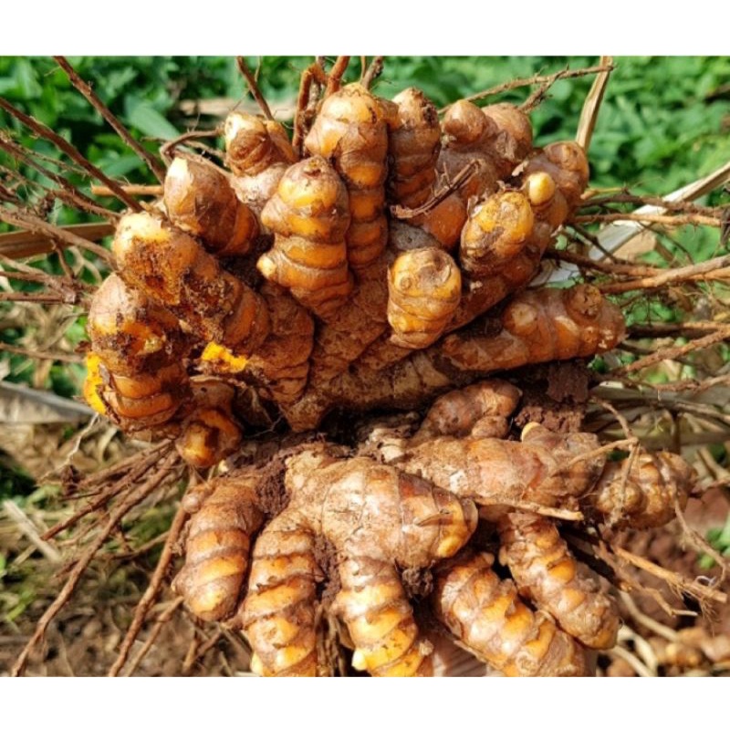 Nghệ vàng tươi