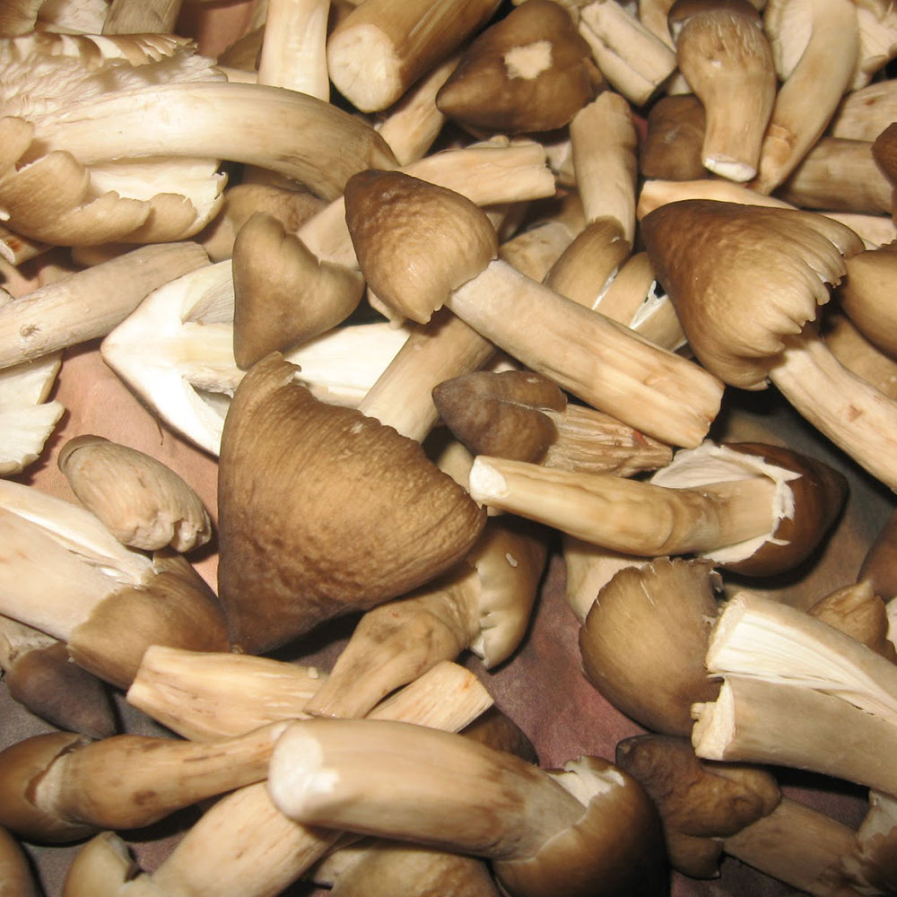 Nấm mối tươi